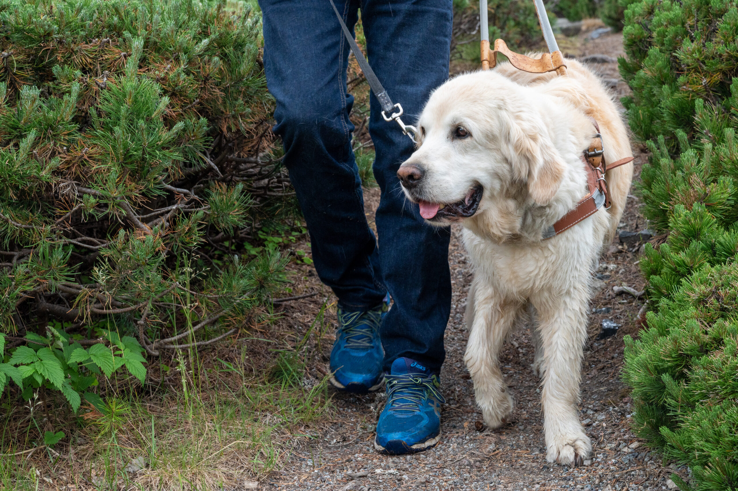 En førerhund og et par bein