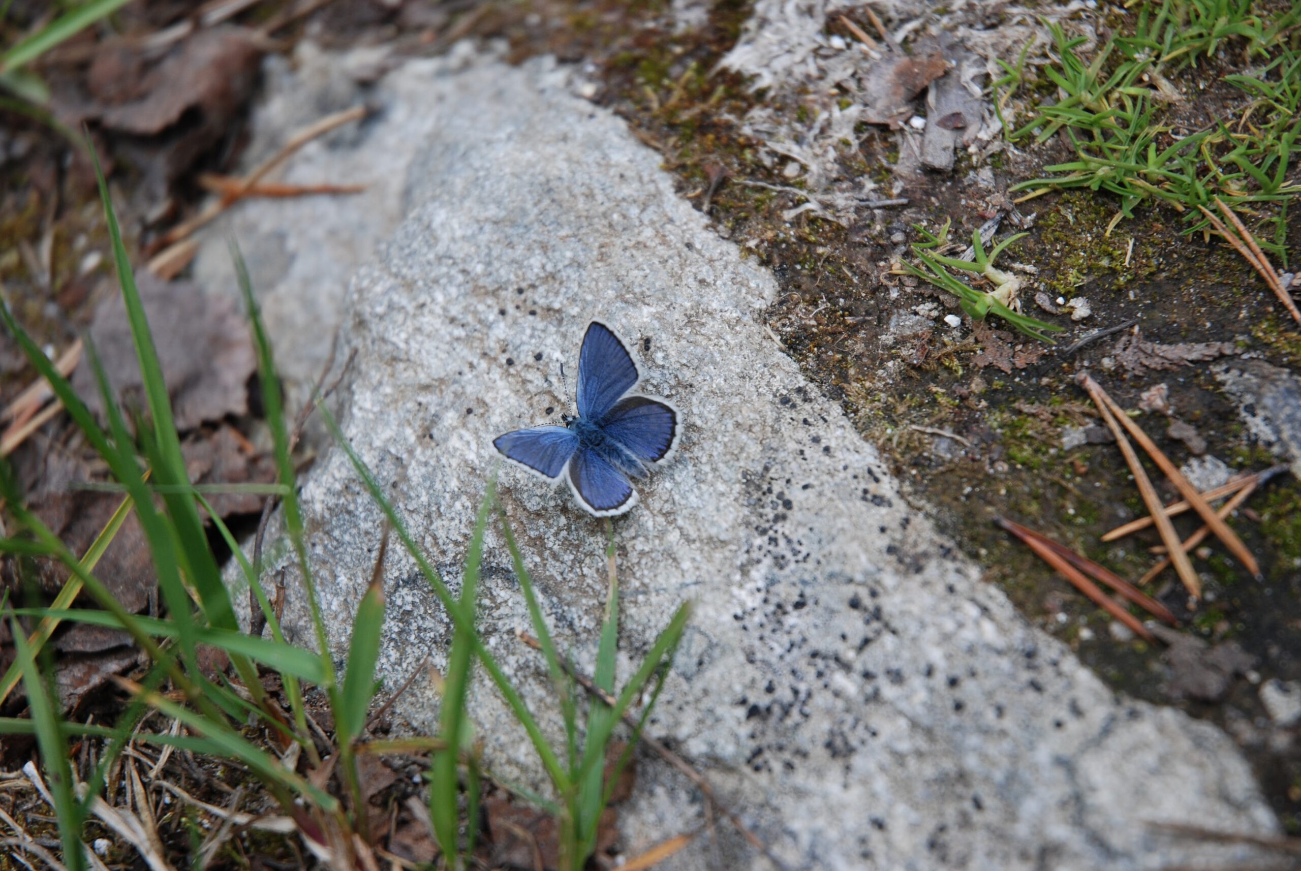 En blåvinge-sommerfugl på en stein