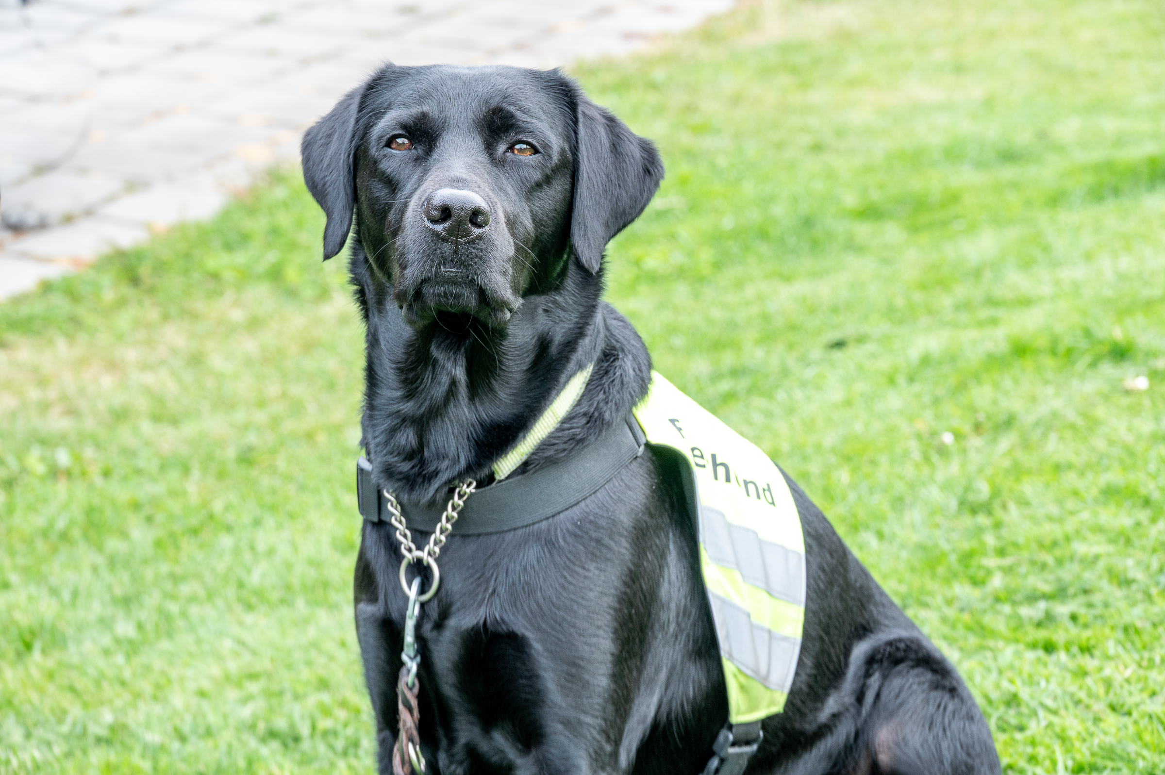 Sort hund med førerhundvest